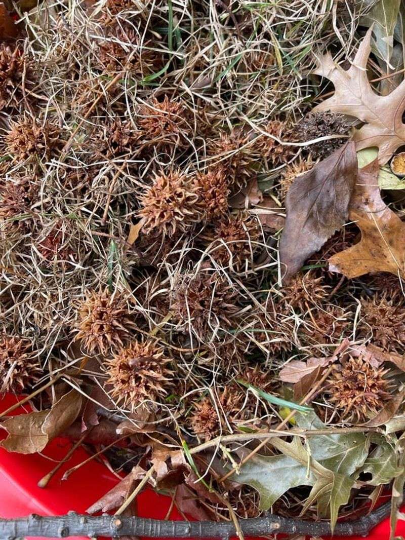 Collected Sweetgum Balls Can Go Into Yard Waste Collected Sweetgum Balls Can Go Into Yard Waste