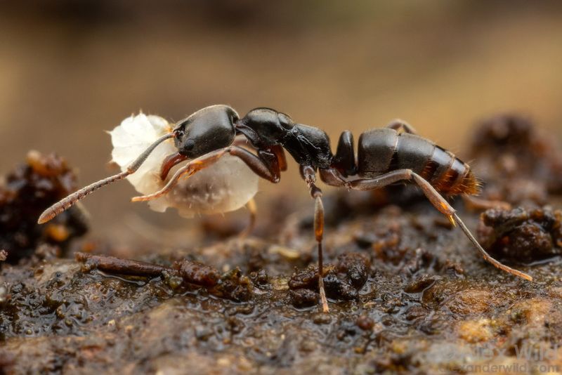 Colonies Can Have Many Queens Colonies Can Have Many Queens