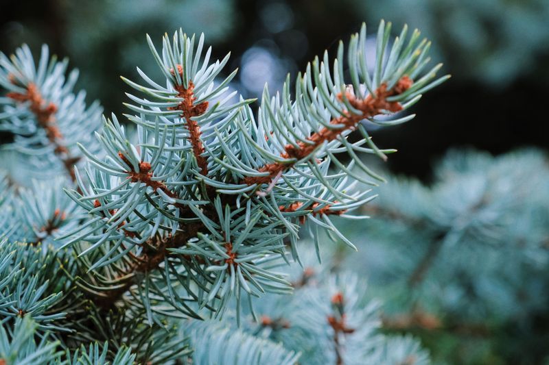 Colorado Blue Spruce
