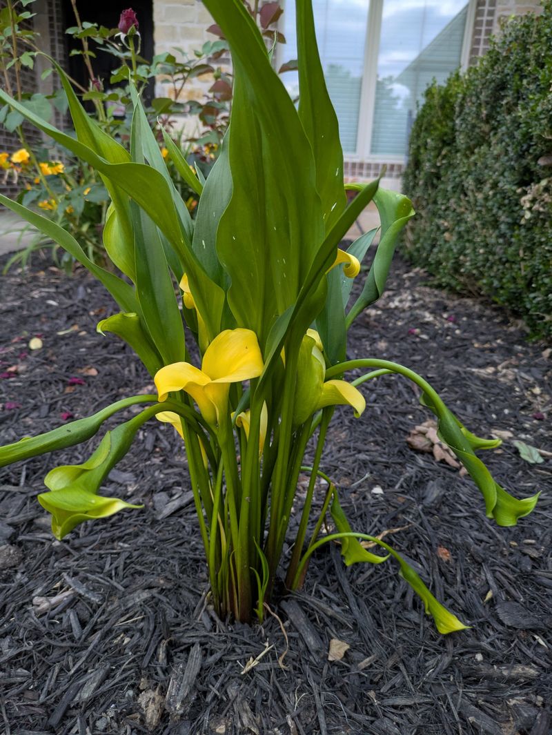 Colored Calla Lilies That Can't Handle Frost Colored Calla Lilies That Can't Handle Frost