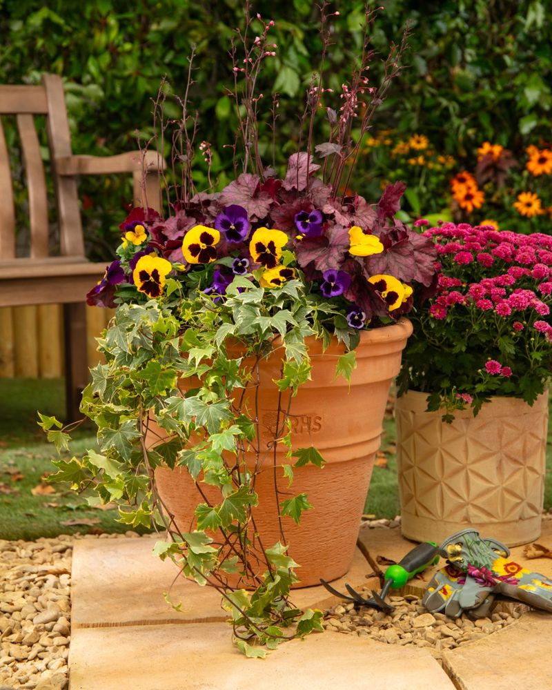 Colorful Pansies That Laugh At Cold