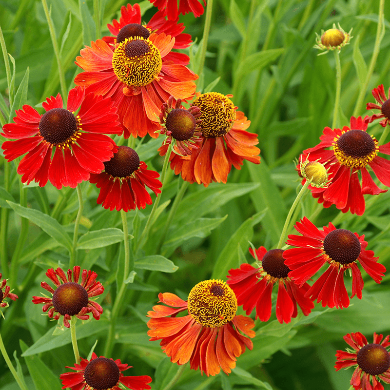 Colorful Sneezeweed Varieties For Gardens