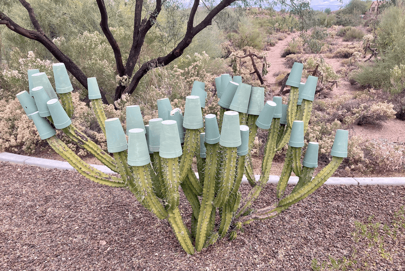 Columnar Cactus Tips
