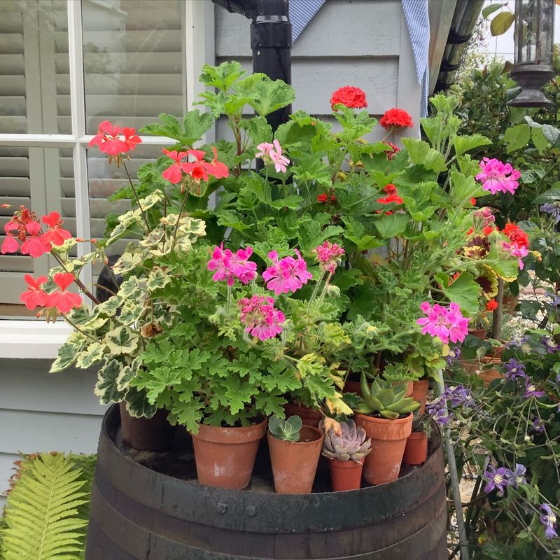 Common Bedding Geraniums Are Actually Tender Pelargoniums