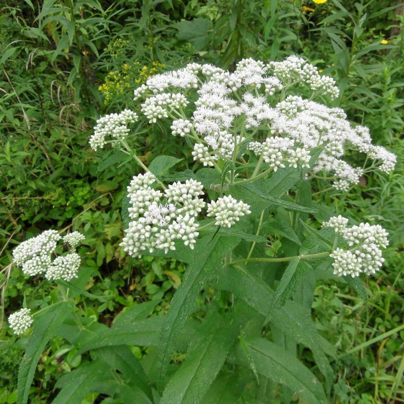 Common Boneset's Flat-Topped Blooms Pull In Beneficial Wasps And Flies Common Boneset's Flat-Topped Blooms Pull In Beneficial Wasps And Flies