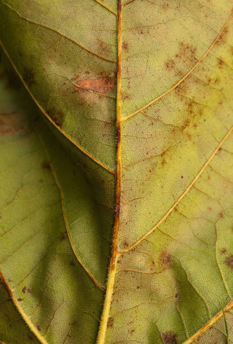 Common Causes Behind Spots, Halos, And Yellowing Between Veins Common Causes Behind Spots, Halos, And Yellowing Between Veins