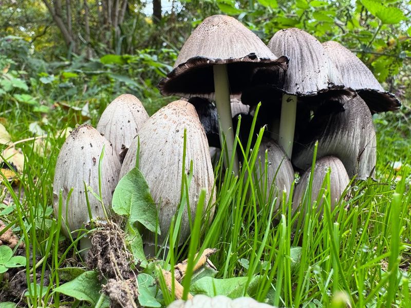 Common Inky Cap (Coprinopsis Atramentaria) Common Inky Cap (Coprinopsis Atramentaria)