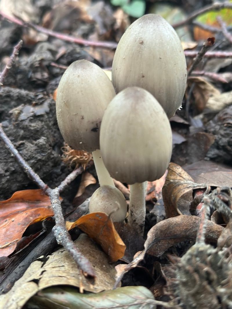 Common Inky Cap