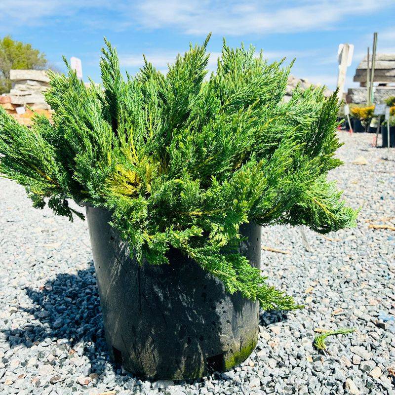 Common Juniper Laughs At Dry, Rocky Ground Common Juniper Laughs At Dry, Rocky Ground