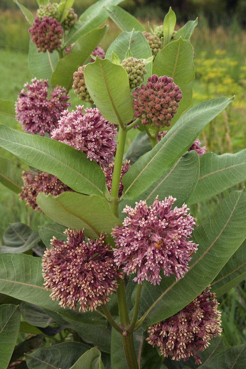 Common Milkweed