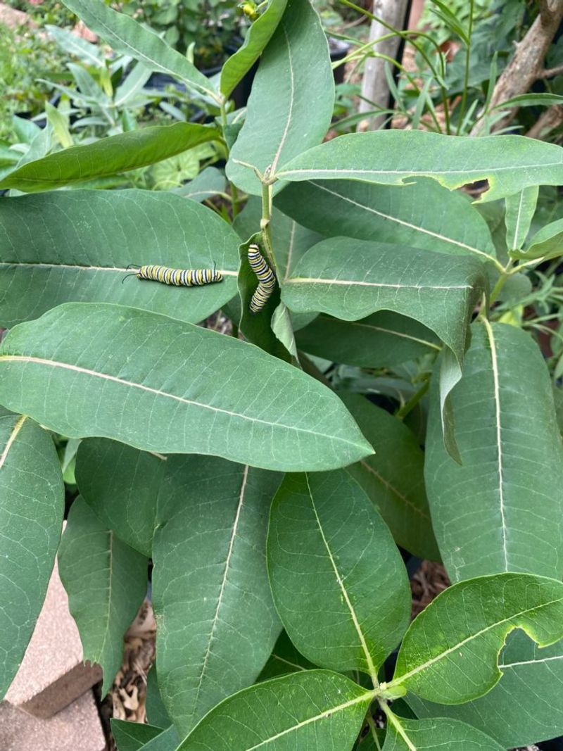 Common Milkweed For Monarchs In Any Weather