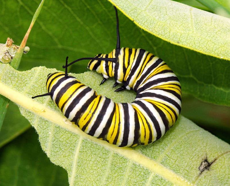 Common Milkweed Is A Key Host In The Midwest Common Milkweed Is A Key Host In The Midwest