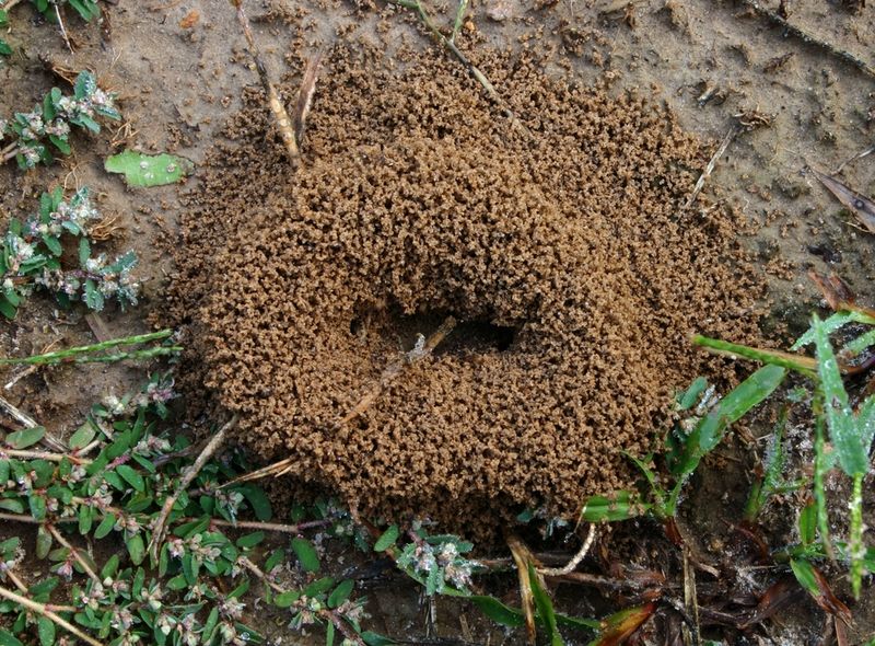Common Mistakes Around Fire Ant Mounds