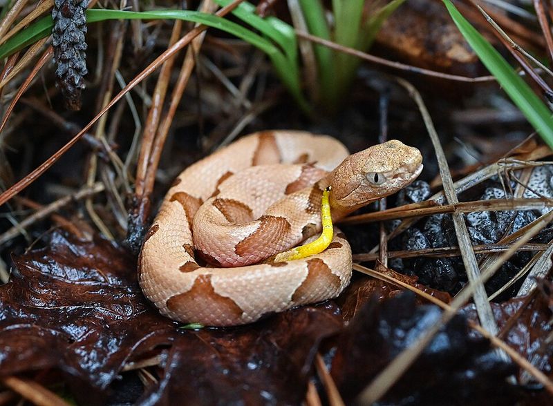 Common Mistakes Homeowners Make Near A Snake Common Mistakes Homeowners Make Near A Snake