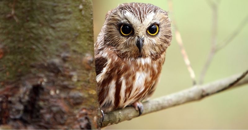 Common Mistakes Owl Seekers Make