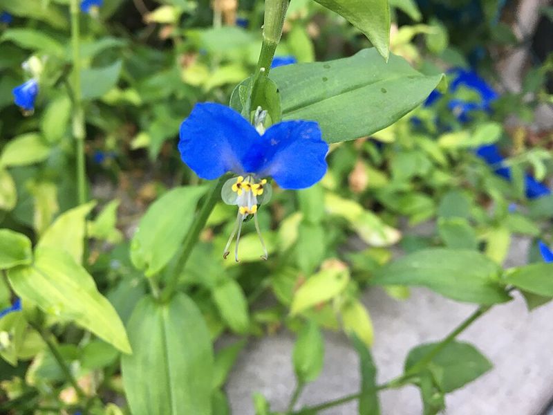 Common Mix-Ups And Safety Tips For Dayflower Hunting