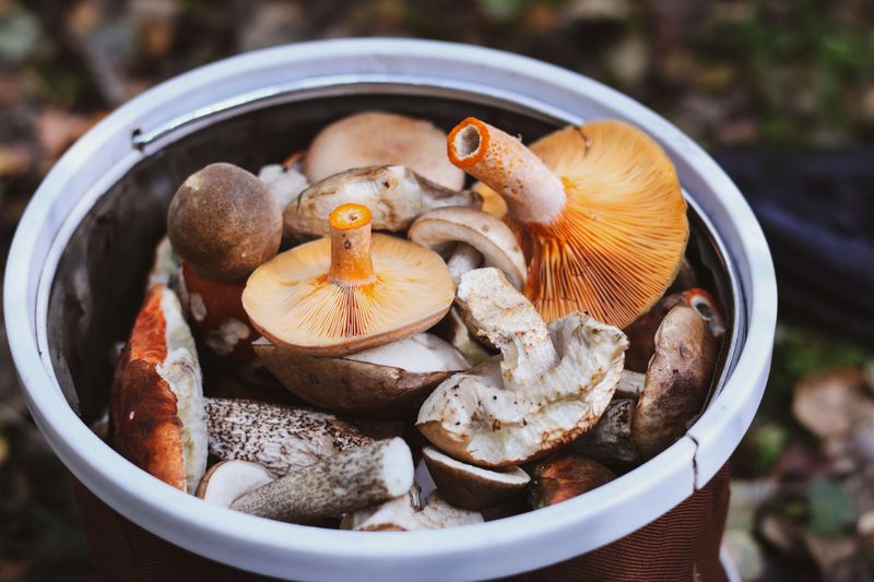 Common Mix-Ups Foragers Make