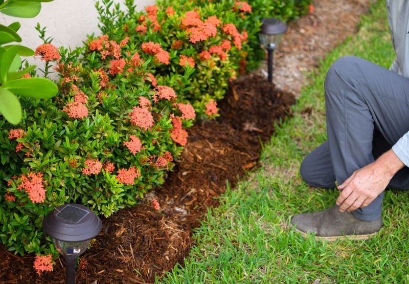 Common Mulch Mistakes California Gardeners Can Skip Common Mulch Mistakes California Gardeners Can Skip