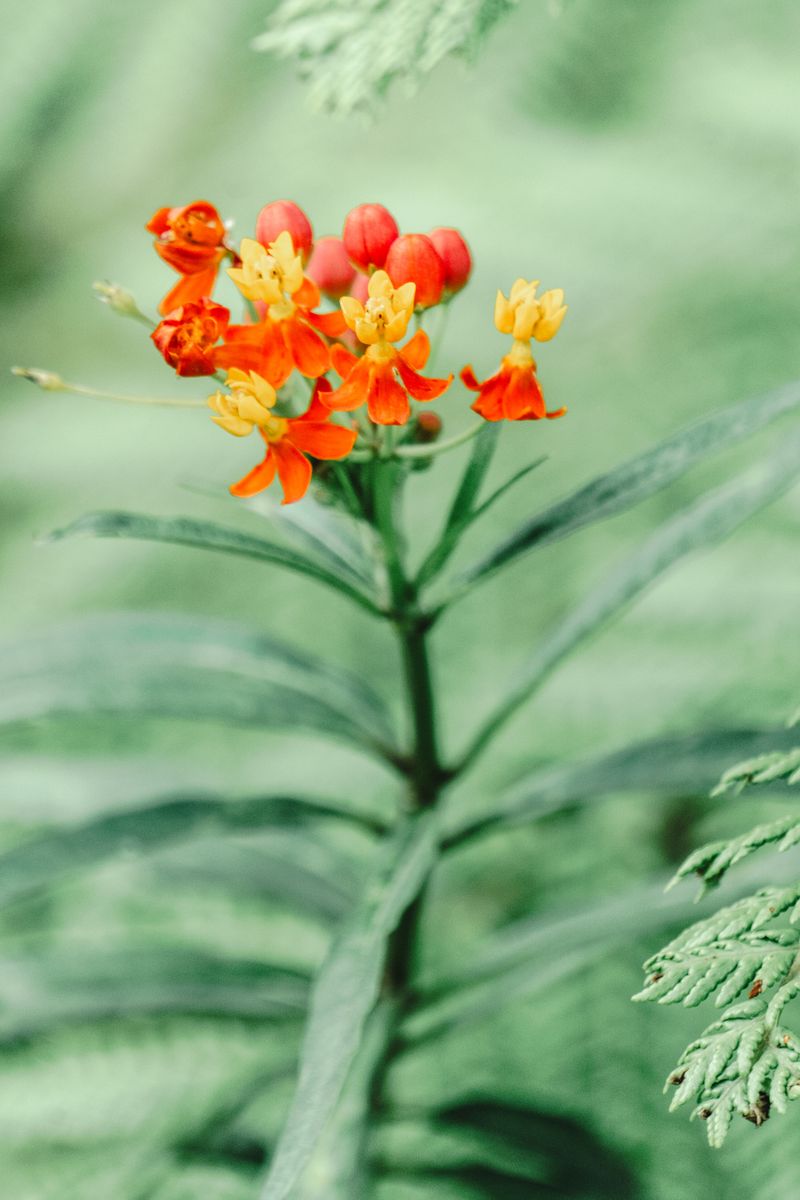 Common Pitfalls When Planting Milkweed
