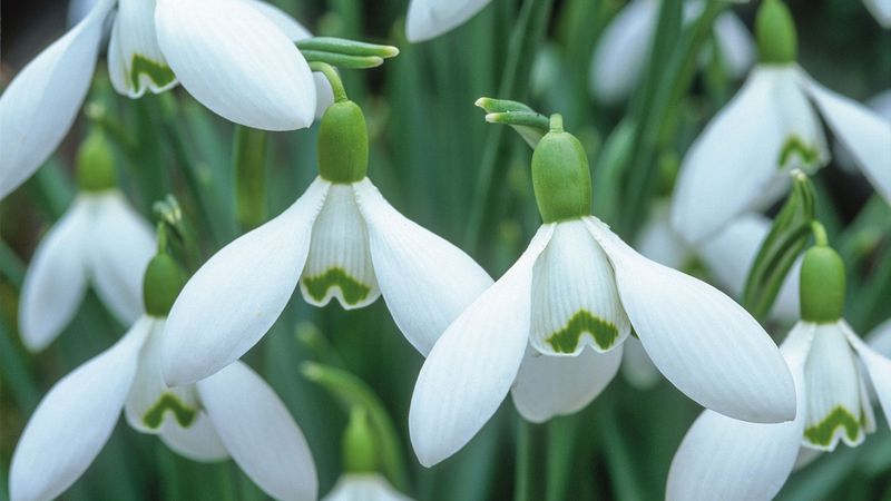 Common Snowdrops Common Snowdrops