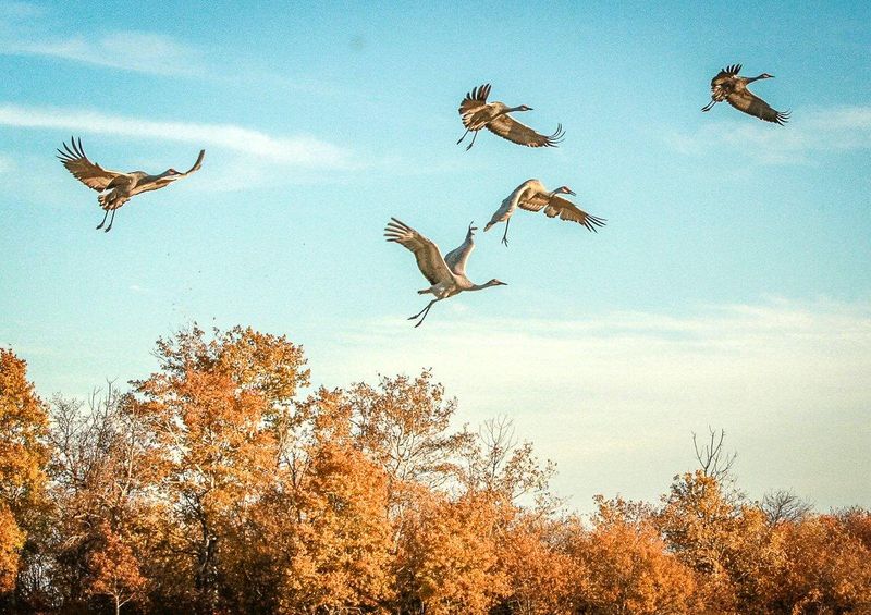Common Viewing Mistakes At The Marsh