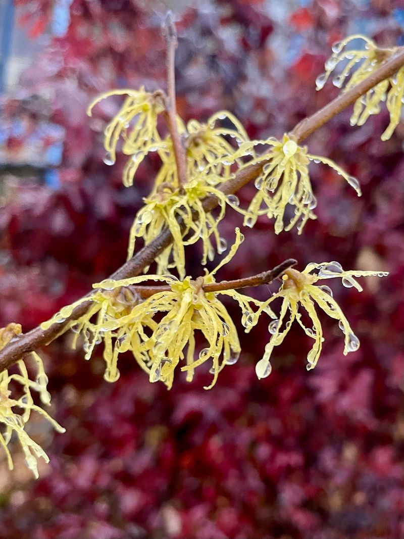 Common Witch Hazel Blooms For You As Leaves Drop Common Witch Hazel Blooms For You As Leaves Drop