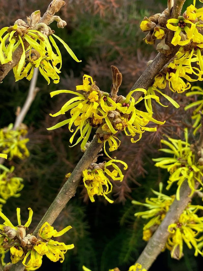 Common Witch Hazel Brings Late Fall Sparkle Common Witch Hazel Brings Late Fall Sparkle