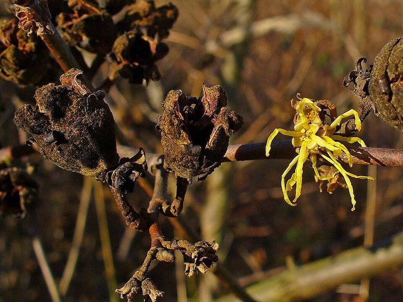 Common Witch Hazel Common Witch Hazel
