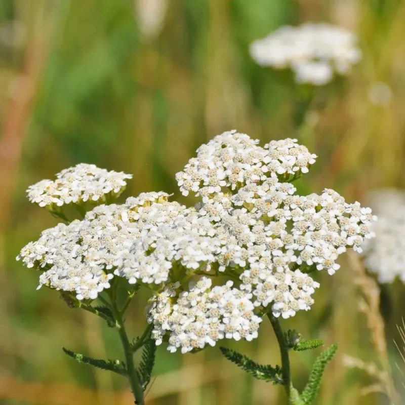 Common Yarrow Common Yarrow