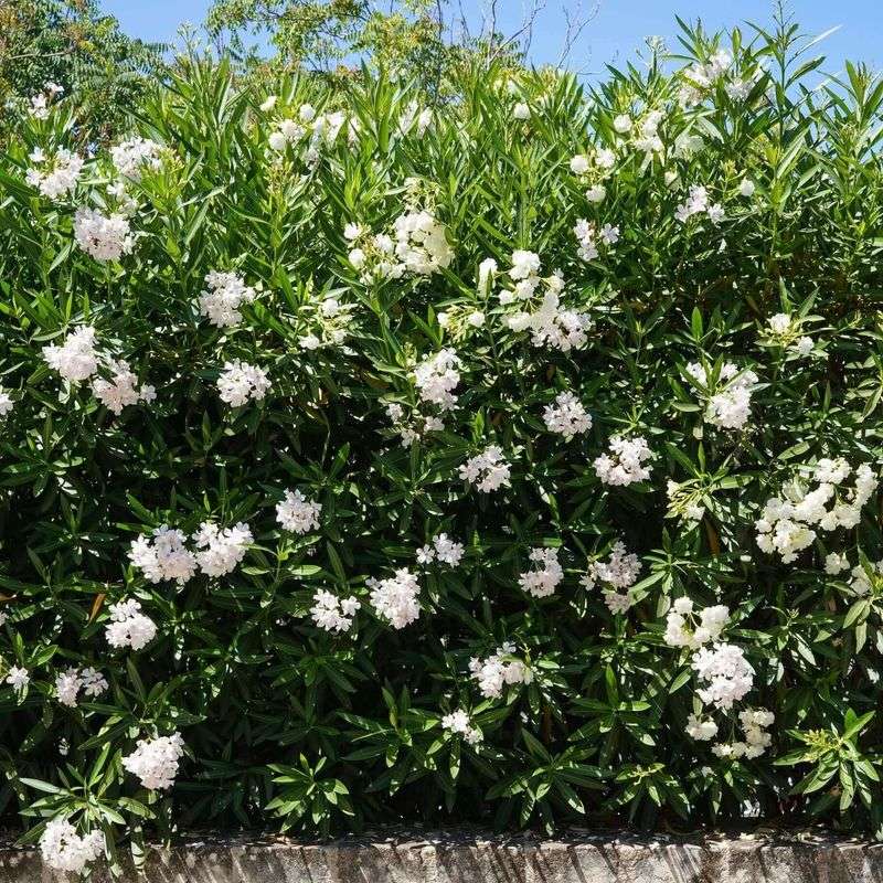 Common oleander fits the Arizona landscape