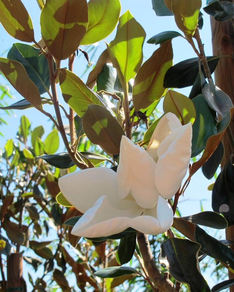 Compact For A Magnolia, Little Gem Screens With Fragrant Blooms Compact For A Magnolia, Little Gem Screens With Fragrant Blooms