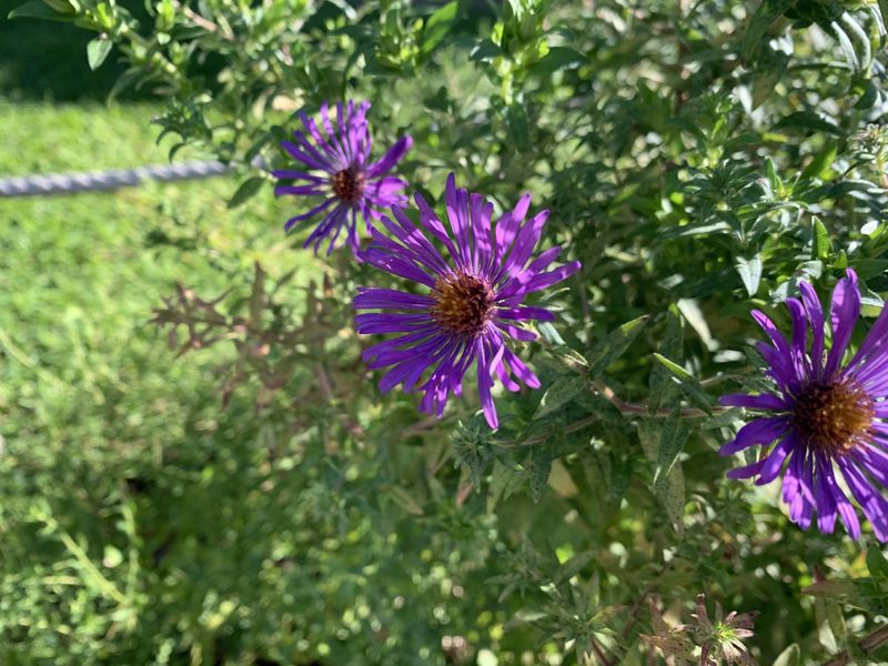 Compact Varieties Like Purple Dome Seldom Need Staking