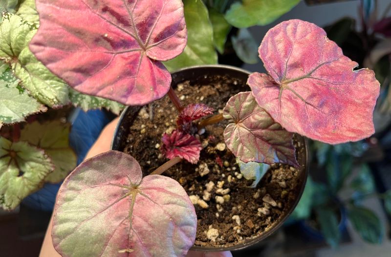 Compare New Growth To Older Leaves Compare New Growth To Older Leaves