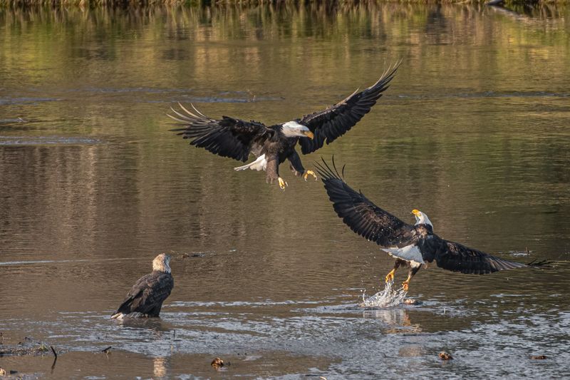 Compare bald eagle schedules, not all birds