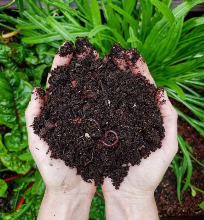 Compost For Feeding The Soil
