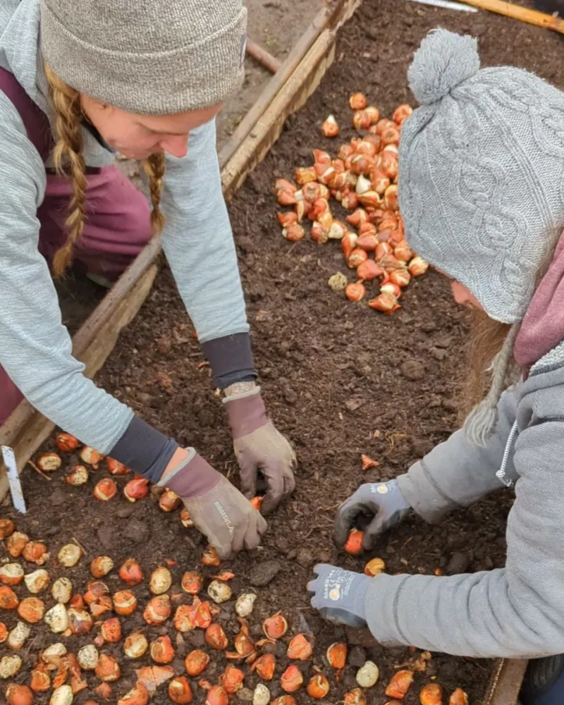 Compost Is The One Amendment That Helps Every Bulb Bed