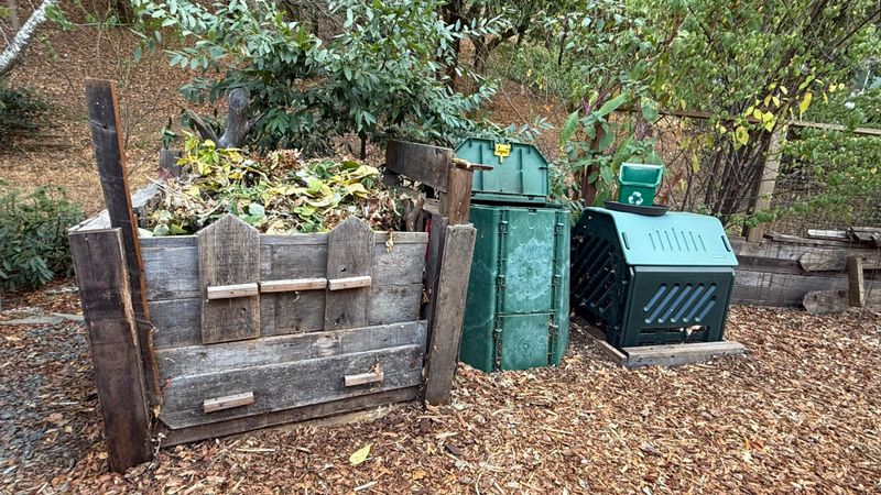 Compost Piles Attract Prey And Scavengers