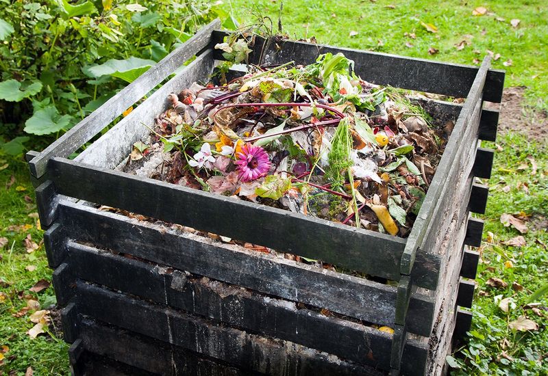 Compost Piles Near Trees Can Spread Spores
