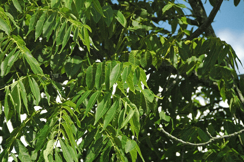 Compost Walnut Leaves In A Separate Pile Compost Walnut Leaves In A Separate Pile