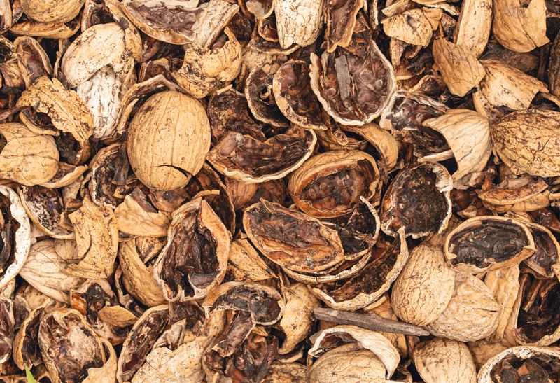 Composting Walnut Debris Safely Composting Walnut Debris Safely