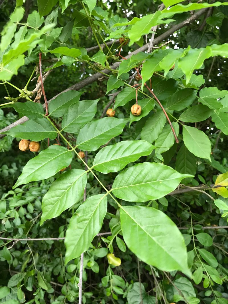 Compound Leaves With Toothed Edges Help Identify This Tree