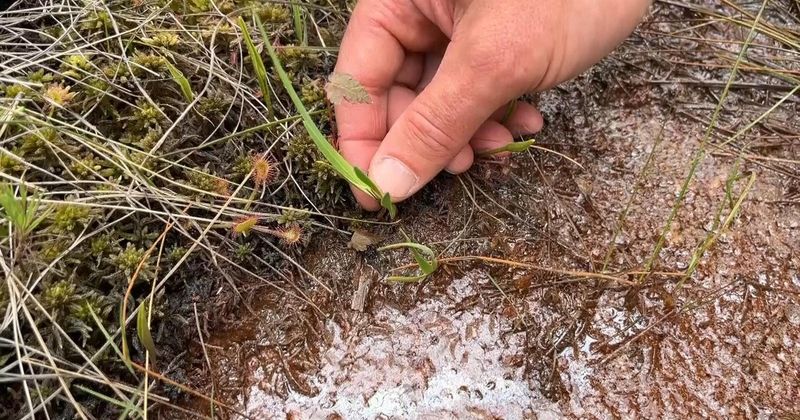 Concerns For A Rare, Limited-Range Plant Concerns For A Rare, Limited-Range Plant