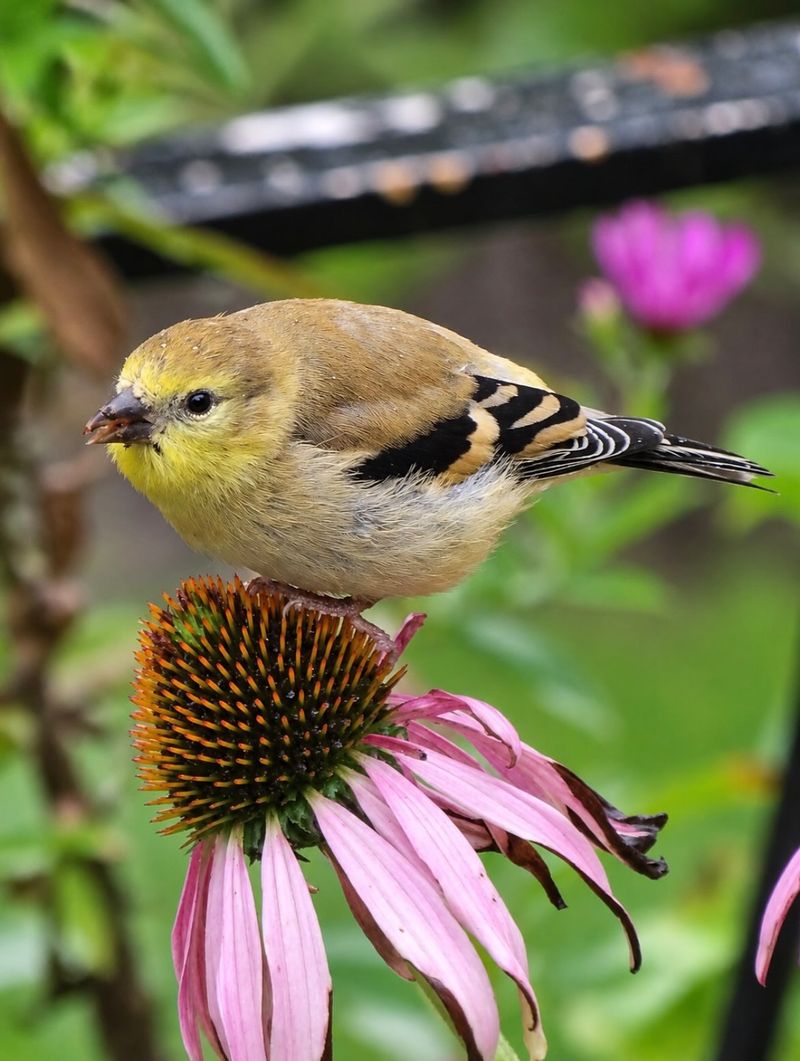 Coneflower Seed Heads Feed Goldfinches Coneflower Seed Heads Feed Goldfinches