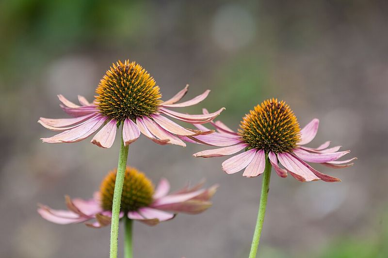 Coneflower Coneflower