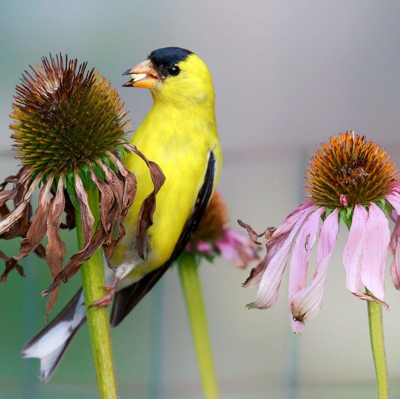 Coneflowers, Feeding Finches All Winter