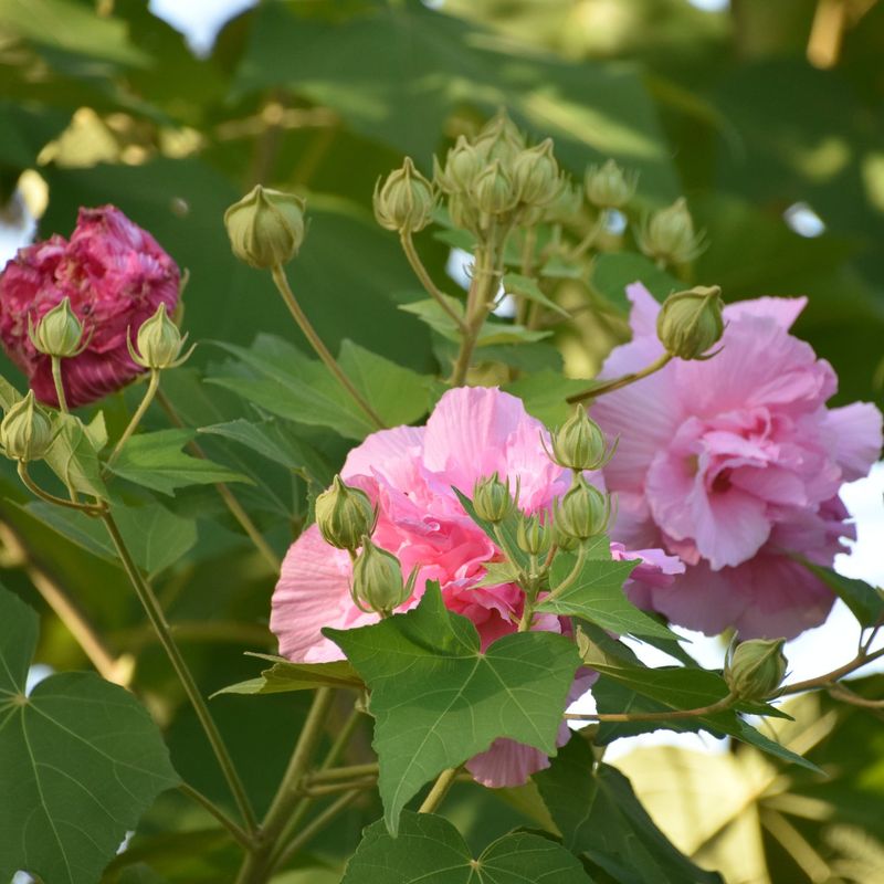 Confederate Rose, An Old-Fashioned Southern Favorite