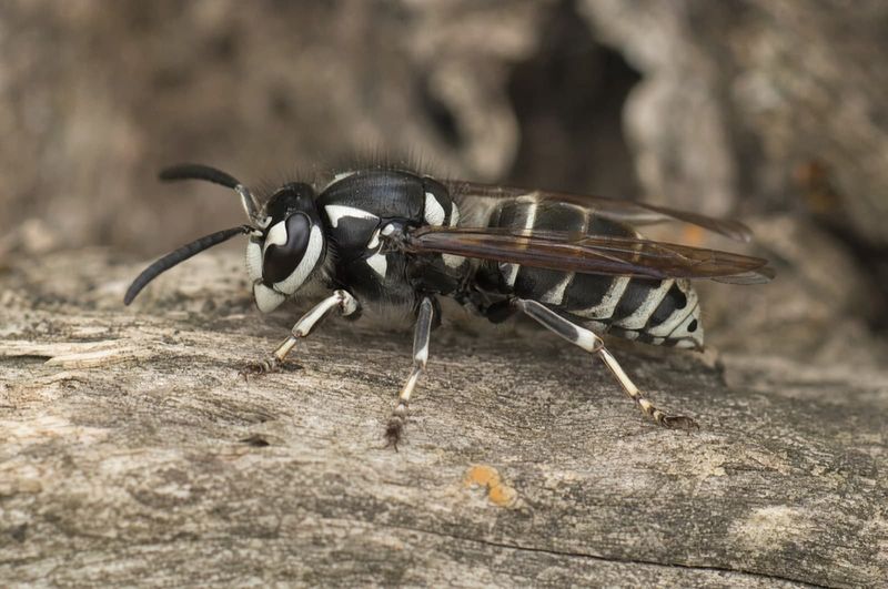 Confirm They’re Bald-Faced Hornets First