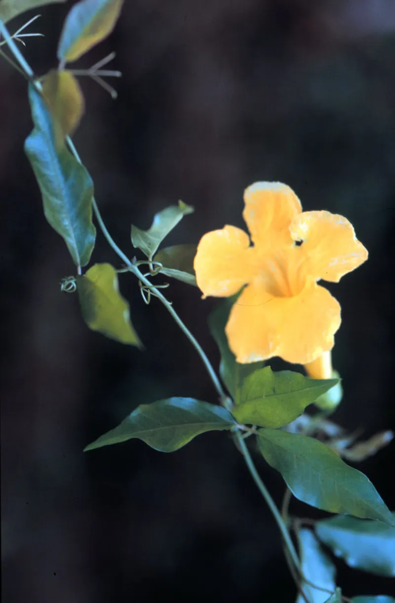 Confirm the plant before deciding what to do Confirm the plant before deciding what to do