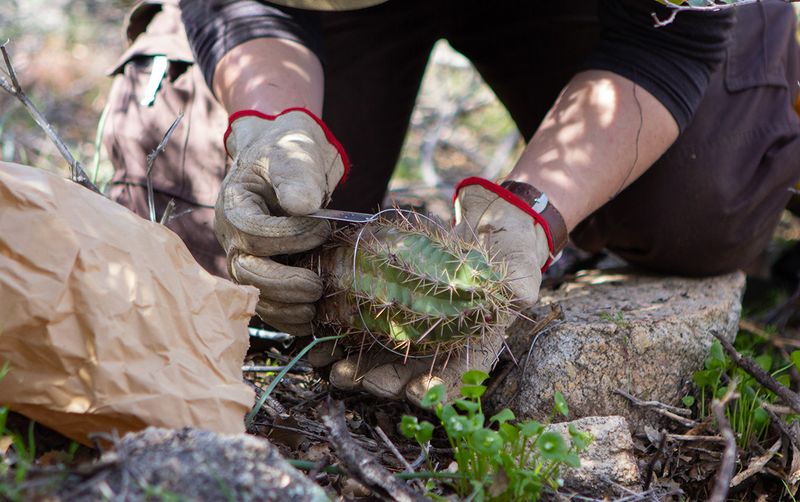 Conservation partners returned propagated plants after the fire