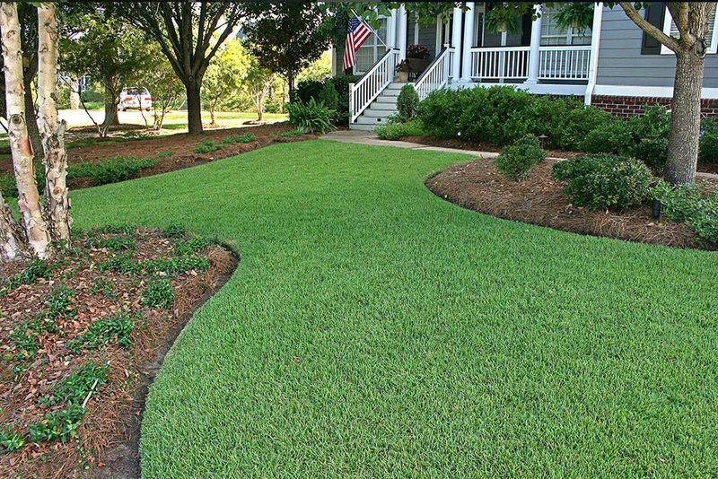 Consider A Chinch Bug-Resistant Variety When Replacing